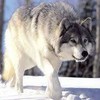 Канат Болманов