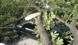 В центре Днепропетровска упавшее дерево раздавило три машины. ФОТОрепортаж