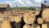 Гослесагентство хочет сконцентрировать выдачу разрешений на все рубки леса