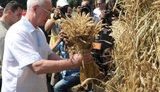 Азаров в голубой вышиванке и соломенной шляпе фестивалил в Пирогово. ФОТО