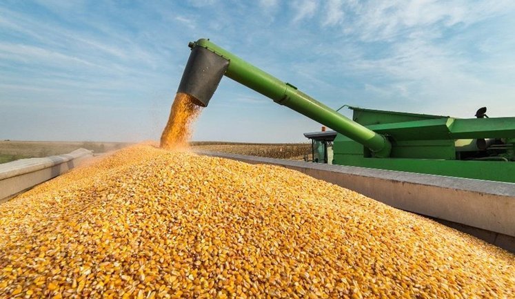 Аграрії прогнозують вищий урожай зернових в Україні, ніж торік. ІНФОГРАФІКА