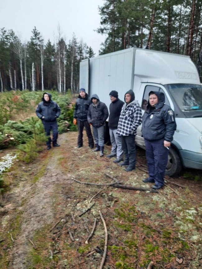 Новорічні браконьєри вирубали на Чернігівщині понад 800 сосен на пів мільйона гривень 07