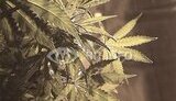 В Макеевке УБНОН изъял тепличную плантацию конопли стоимостью 700 тыс. грн. ФОТОрепортаж.