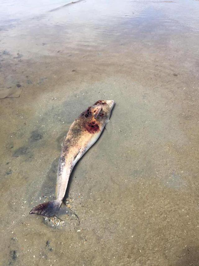 Dozens of dead dolphins found at seaside in Odesa region 01 Dozens of dead dolphins found at seaside in Odesa region 01