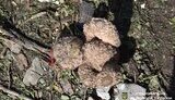 Search and rescue operation at the site of the Russian strike in the Sviatoshynskyi district of Kyiv completed