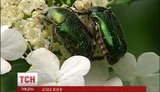 Украину атаковали жуки, которые за минуты уничтожают урожай. ФОТОрепортаж