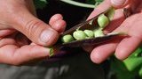 Экспорт украинского гороха вырос на 80%