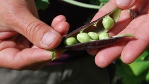 Экспорт украинского гороха вырос на 80%