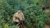 конопля