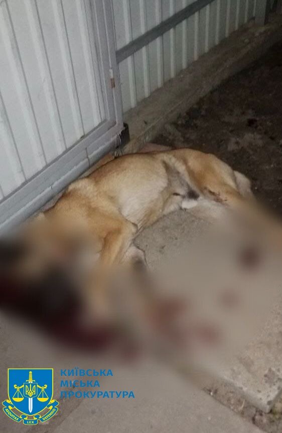У Києві чоловік застрелив бельгійську вівчарку, яку привезли із зони АТО у 2016 році
