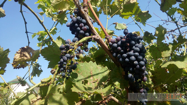 Тихі канали, швидка річка і дунайський оселедець - весна і осінь у Вилковому 18 Тихі канали, швидка річка і дунайський оселедець - весна і осінь у Вилковому 18