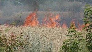 Очередная атака на агрофирму Корнацкого: по приказу криминалитета подожгли поля. ФОТОрепортаж