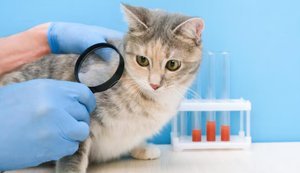 В Україні змінилися правила ведення ветеринарного бізнесу