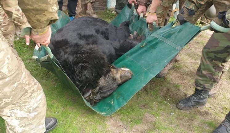 Ukrainian Armed Forces rescue shell-shocked bear near liberated Lyman. PHOTOS