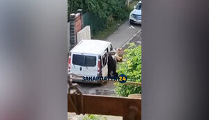 Мужчину силой затолкали в бус в Ужгороде: в ТЦК говорят, что он пытался совершить нападение на группу оповещения. ВИДЕО