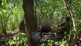Морпіхи 40-ї ОБрМП під час операції "Аудит" зачистили 5 км² на Покровському напрямку та взяли в полон двох рашистів. ВIДЕО