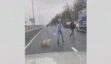 Чоловік зупинив рух на швидкісній трасі Київ-Бориспіль, щоб дві собаки могли спокійно перейти дорогу. ВIДЕО