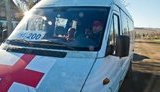 тюльпан черный доброволец жилкин
