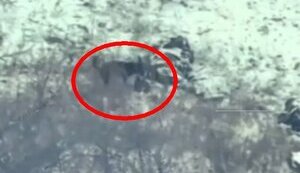 Dog pulling piece of eliminated North Korean mercenary. VIDEO 18+