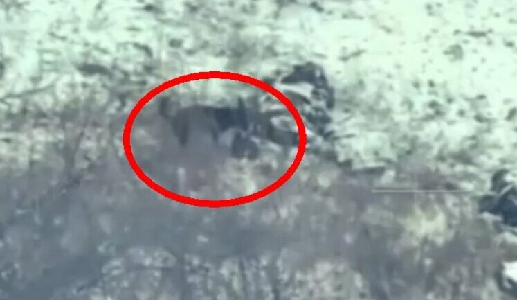 Dog pulling piece of eliminated North Korean mercenary. VIDEO 18+