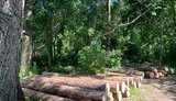 Возле Киева под видом санитарной вырубки пилят лес на древесину, - общественный деятель Ландар. ВИДЕО+ФОТОрепортаж