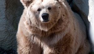 Kyiv zoo’s oldest brown bear passed away. PHOTOS