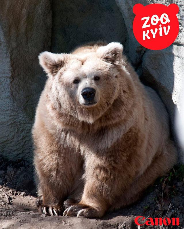 В Киевском зоопарке умерла старейшая бурая медведица зверинца 08