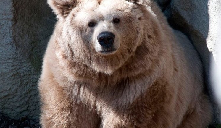 Kyiv zoo’s oldest brown bear passed away. PHOTOS