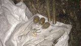 Тайник с боеприпасами обнаружен возле автодороги Селидово - Карловка на Донетчине, - пресс-центр ОС. ФОТО