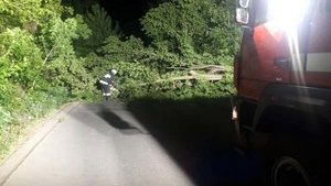 Непогода в Днепре: сильный ветер ночью валил деревья. ФОТО
