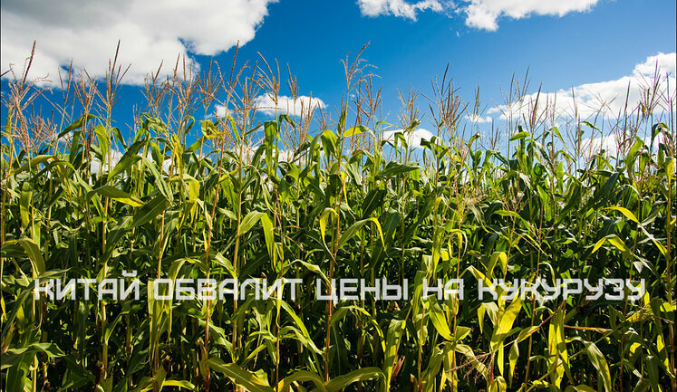 Чем грозит Украине начало импорта кукурузы из Китая