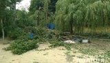 У лікарні померла друга постраждала від падіння дерева на базі відпочинку в Харківській області