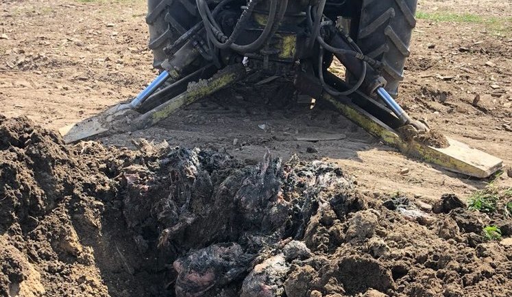 Затримано власників агрохолдингу за підозрою в організації пташиного могильника: за даними ЗМІ, серед них власник "Гаврилівських курчат", екс- "регіонал" Сігал. ВІДЕО+ФОТО