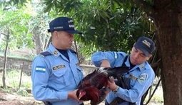 Поліцейські арештовують Шарія
