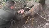 Прикордонники підрозділу Стрікс врятували косулю, яка заплуталася у антидроновій сітці
