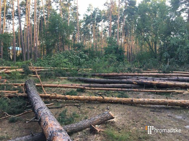 Через вирубку лісу вночі на Оболоні сталося зіткнення із стріляниною 06