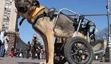 Защитники животных вместе с собаками требуют от Черновецкого прекратить массовые убийства. ФОТОрепортаж.