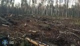 СБУ задокументировала масштабную вырубку лесов на западе и севере Украины. О подозрении сообщено 21 человеку. ФОТОрепортаж