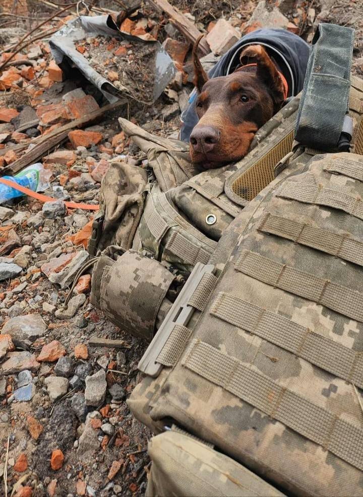 Пішла з життя собака-рятувальниця Ханна, яка врятувала понад 170 людей