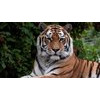 Andy Tiger
