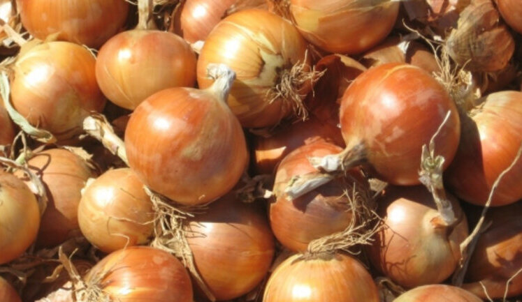 В Украине продолжает стремительно дешеветь лук. Цены уже на 42% ниже, чем в прошлом году.