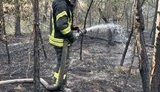 80 гектарів лісу горить на Харківщині, до гасіння залучено пожежний потяг, - ДСНС