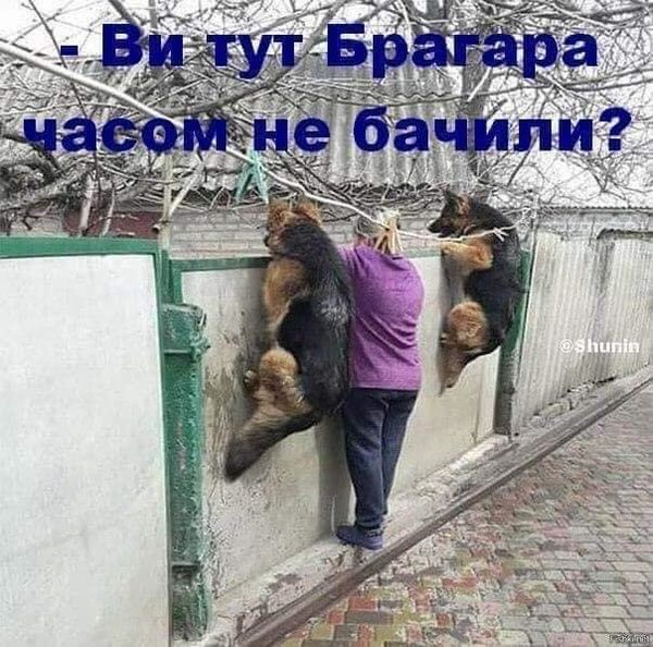 Прощай, Шарик... Пришли из облгаза! Мудрый совет Слуги народа в ФОТОжабах 12