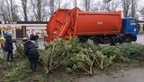 "Чтобы не достались никому": одесские торговцы облили брошенные сосны дизельным топливом – животным их давать нельзя. ВИДЕО+ФОТОрепортаж