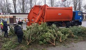 "Чтобы не достались никому": одесские торговцы облили брошенные сосны дизельным топливом – животным их давать нельзя. ВИДЕО+ФОТОрепортаж