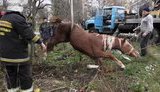 конь