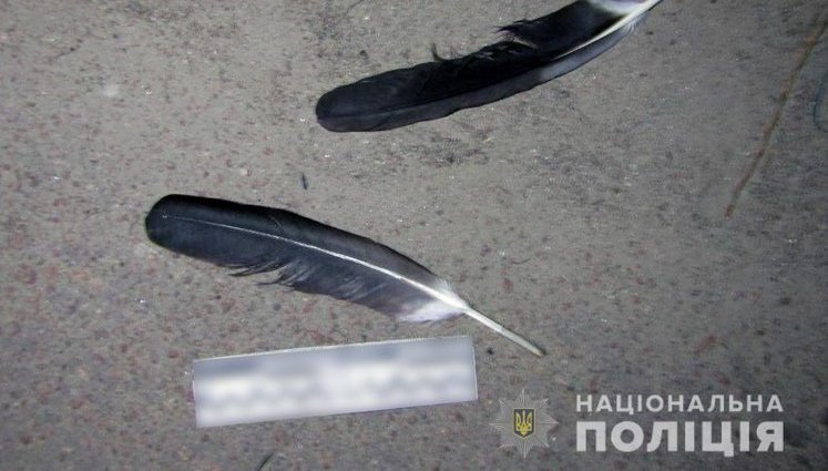 Чоловік заради розваги застрелив лелеку під Києвом. ВIДЕО