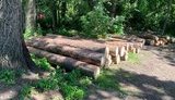 деревья,леса,рубка,выбурка,колоды,спиленные
