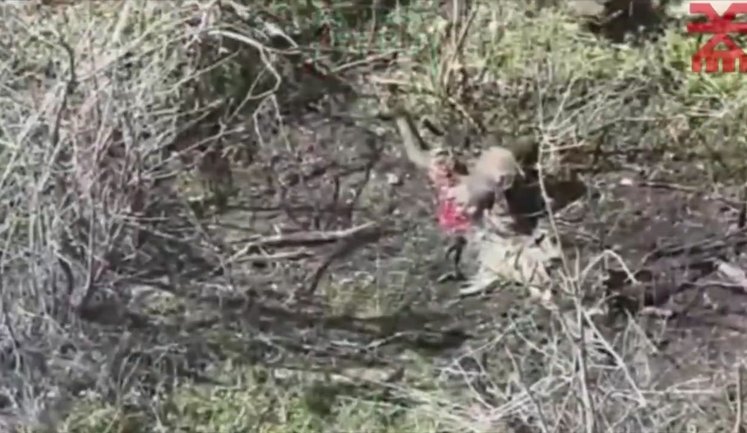 Дронарі 116-ї ОМБр ударним FPV-дроном відірвали обидві нижні кінцівки африканському найманцю РФ. ВIДЕО 18+