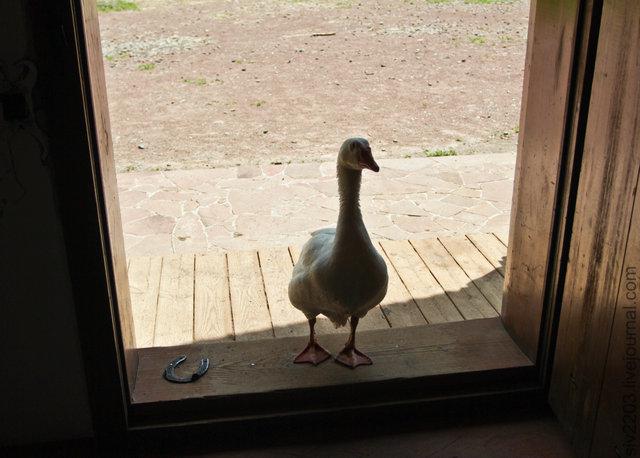 Цензор.НЕТ Изображение